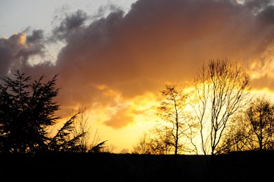 Forêt en feu _4488340057_l.jpg